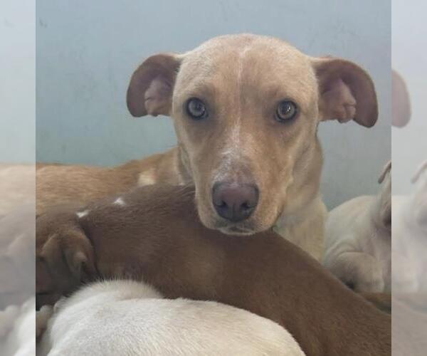 Medium Photo #2 Labrador Retriever-Unknown Mix Puppy For Sale in San Diego, CA, USA
