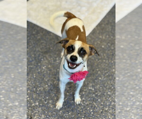 Medium Photo #2 Jack-Rat Terrier Puppy For Sale in Phoenix, AZ, USA