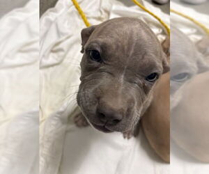 American Bulldog-Unknown Mix Dogs for adoption in Las Vegas, NV, USA