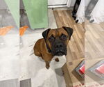 Small Photo #4 Boxer Puppy For Sale in  Katy, TX, USA