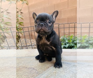 French Bulldog Puppy for sale in LAS VEGAS, NV, USA