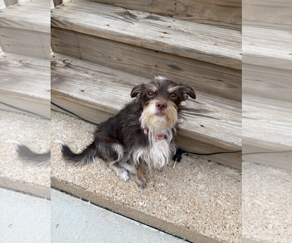 Medium Photo #1 Mutt Puppy For Sale in Wheaton, IL, USA