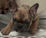 Small Photo #6 French Bulldog Puppy For Sale in CAPE CANAVERAL, FL, USA