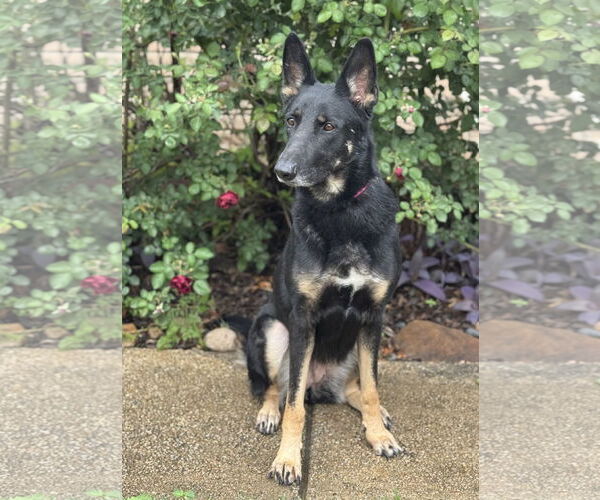 Medium Photo #7 German Shepherd Dog-Unknown Mix Puppy For Sale in PIPE CREEK, TX, USA