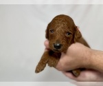 Small #6 Goldendoodle