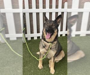 German Shepherd Dog Dogs for adoption in Modesto, CA, USA