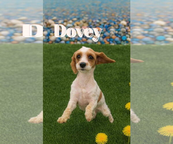 Medium Photo #2 Cocker Spaniel-Poodle (Miniature) Mix Puppy For Sale in Alexander, AR, USA