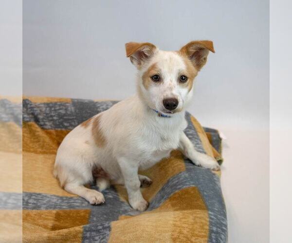 Medium Photo #6 Colonial Cocker Spaniel-Jack Russell Terrier Mix Puppy For Sale in Kennesaw, GA, USA