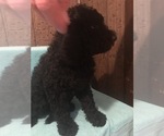 Small Photo #6 Poodle (Standard) Puppy For Sale in WEST UNITY, OH, USA