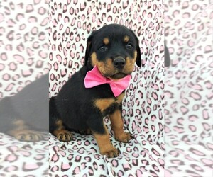 Rottweiler Puppy for sale in LANCASTER, PA, USA