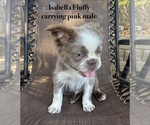 Chandler Fluffy - Male French Bulldog Puppy for Sale - Photo #4