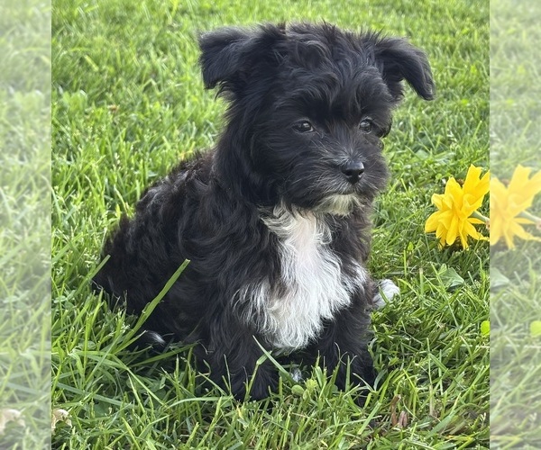 Medium Photo #3 Morkie Puppy For Sale in ROCK STREAM, NY, USA