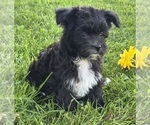 Small #2 Morkie