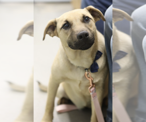Black Mouth Cur-Unknown Mix Dogs for adoption in Rockaway, NJ, USA
