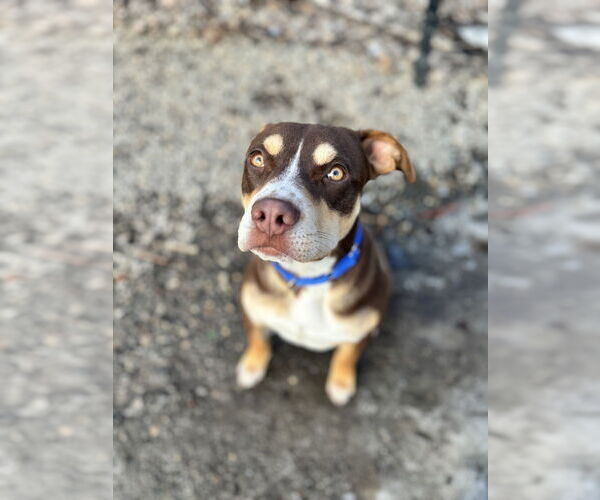 Medium Photo #6 Mutt Puppy For Sale in Elmsford, NY, USA