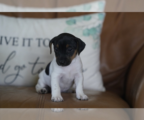 Medium Photo #3 Jack Russell Terrier Puppy For Sale in BELLVILLE, TX, USA