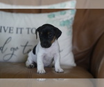 Small #2 Jack Russell Terrier