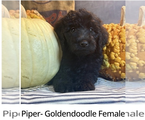 Medium Photo #5 Goldendoodle Puppy For Sale in OCALA, FL, USA