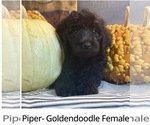 Litter of 6 - Male(s) and Female(s) GoldendoodleLitter of Puppies for Sale - Photo #5