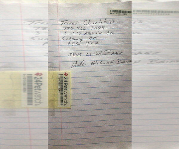 Medium Photo #4 Boxer Puppy For Sale in Brights Grove, Ontario, Canada