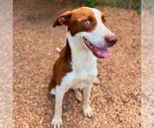 Stacy - Female Borador Dog for Adoption - Photo #3