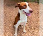 Small Photo #3 Borador Puppy For Sale in Anniston, AL, USA