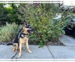 Small Photo #7 German Shepherd Dog Puppy For Sale in Cupertino, CA, USA