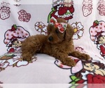 Small #1 Cavapoo (Miniature)