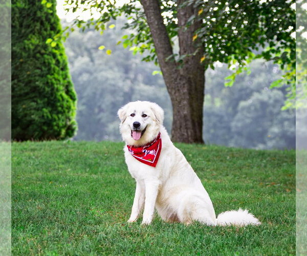 Medium Photo #2 Great Pyrenees-Unknown Mix Puppy For Sale in Unionville, PA, USA