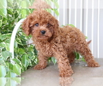 Small #2 Cavalier King Charles Spaniel-Poodle (Toy) Mix