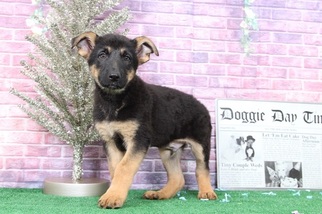 German Shepherd Dog Puppy for sale in BEL AIR, MD, USA
