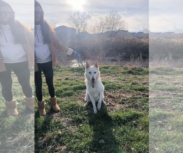 Medium Photo #4 German Shepherd Dog-Unknown Mix Puppy For Sale in Sandy, UT, USA