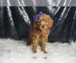 Small #4 Poodle (Toy)