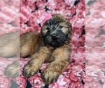 Small #5 Soft Coated Wheaten Terrier