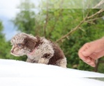 Small #18 ShihPoo