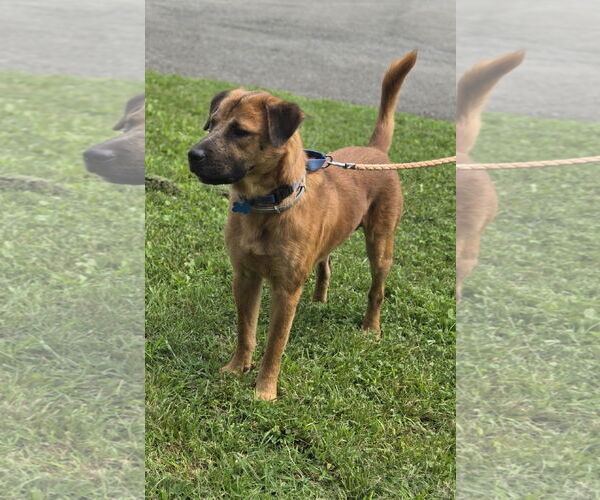 Medium Photo #16 Shepradors Puppy For Sale in Rustburg, VA, USA