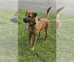 Small #15 Shepradors