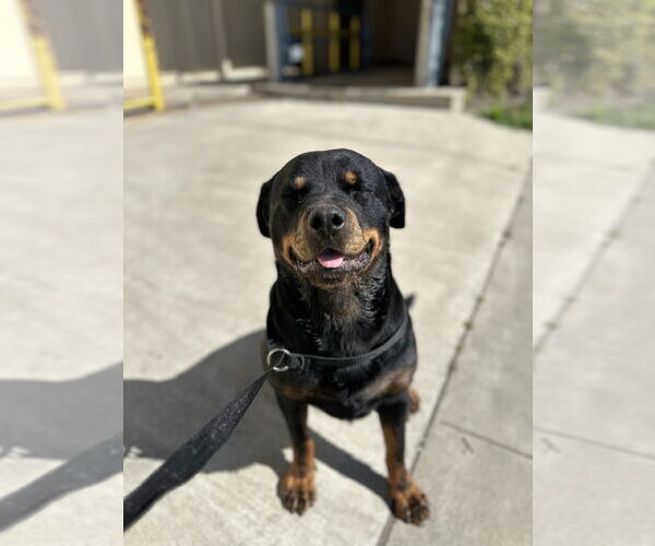 Medium Photo #2 Rottweiler-Unknown Mix Puppy For Sale in Chico, CA, USA