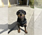 Small #1 Rottweiler Mix