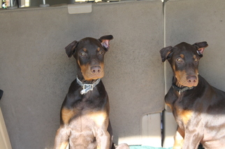 Doberman Pinscher Puppy for sale in BASOM, NY, USA