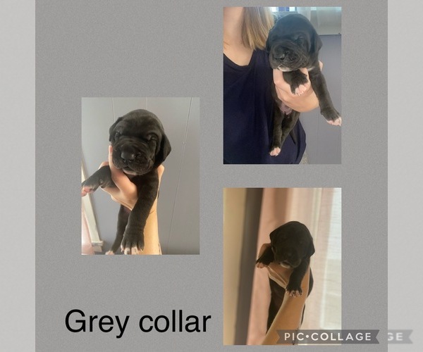 Medium Photo #2 Great Dane Puppy For Sale in RIDGWAY, PA, USA