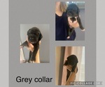 Small Photo #2 Great Dane Puppy For Sale in RIDGWAY, PA, USA