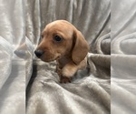 Small #2 Dachshund