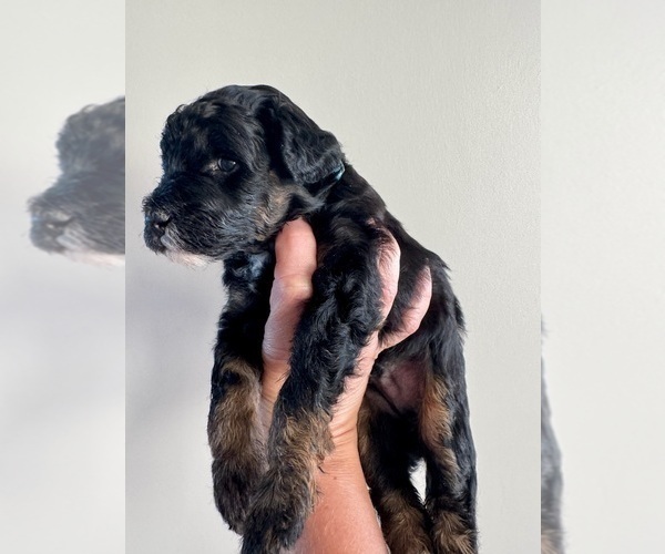 Medium Photo #27 Aussiedoodle Miniature  Puppy For Sale in ROCK HILL, SC, USA