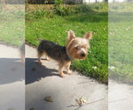 Small Photo #3 Mutt Puppy For Sale in Andover, MN, USA