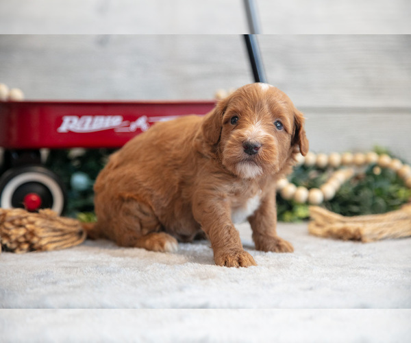 Medium Photo #3 Goldendoodle (Miniature) Puppy For Sale in MIDDLEBURY, IN, USA