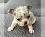 Small French Bulldog
