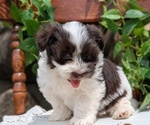Small Photo #20 Havanese Puppy For Sale in GOSHEN, IN, USA