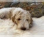 Small Photo #22 Goldendoodle Puppy For Sale in DAVIS, CA, USA