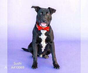 Labrador Retriever Dogs for adoption in Conroe, TX, USA